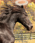 holy horse holy horse