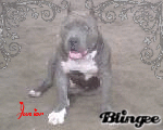 Junior