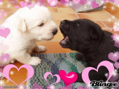 Cagnolini Teneri Picture 70239471 Blingee Com