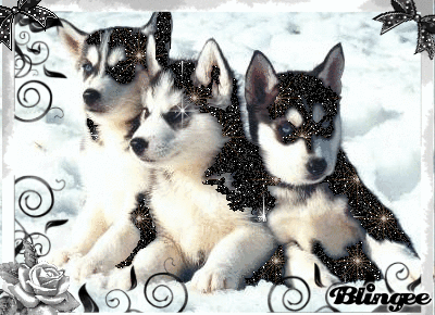 Husky Bilder Kostenlos Husky Bilder Kostenlos