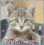 Princess Princess