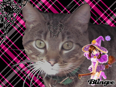Halloween Cat Halloween Cat