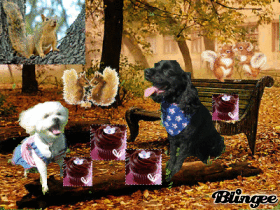 cupckae squirrel
