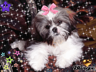 shih tzu gif shih tzu gif images shih tzu gif shih tzu gif images