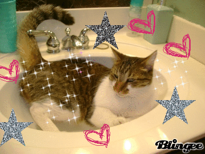 My cat in the sink