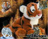 tigre