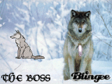 wolf