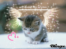 petit chaton tres mignon...