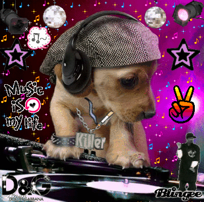 perrito discotek