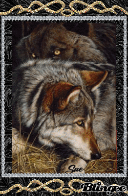 chien loup