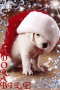 adorabile 2