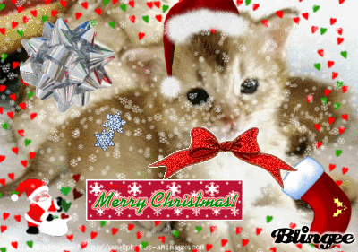 chaton à Noel!