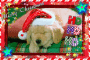 (merry X-mas ~~~ Sweet puppy )