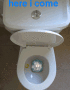 toilet diving