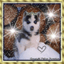 Husky et les étoiles !