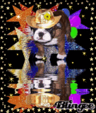 dog hat water