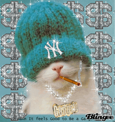 gangter kitty gangter kitty