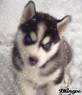 Affiche et Photos Chiens des neiges 