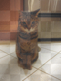 the cat