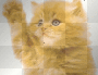 Waving cat