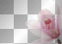 transparent pink flower transparent pink flower