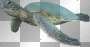 ©Sea Turtle(right)®