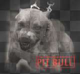 Pit Bull