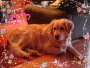 Angie my Retriever