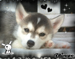 Husky Kid