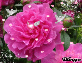 Pivoines