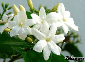 Jasmin