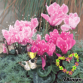 Cyclamen