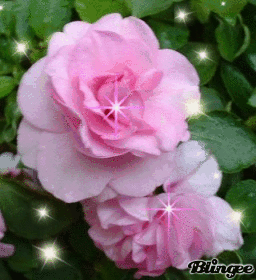 roses