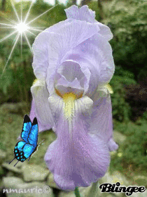 Iris