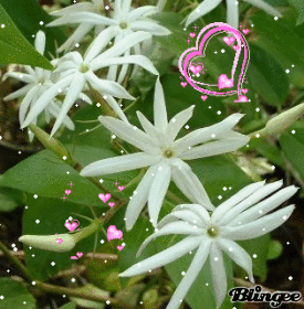 Jasmin