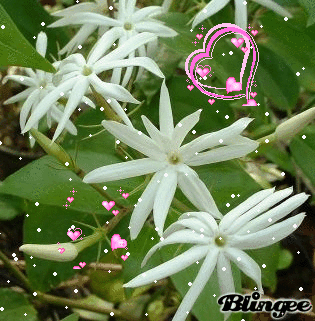 Jasmin