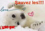 Bébés phoques