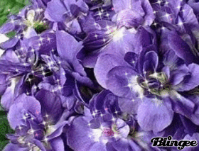 Violette