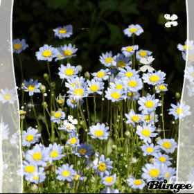 Primavera