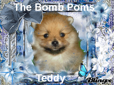 4 week pomeranian puppies 5 week pomeranian puppy picture 87422149 blingee 4 week pomeranian puppies 5 week pomeranian puppy picture 87422149 blingee