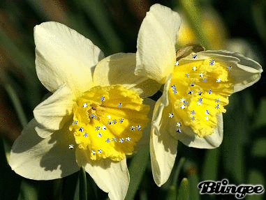 Narcisse