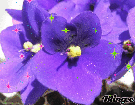 violette