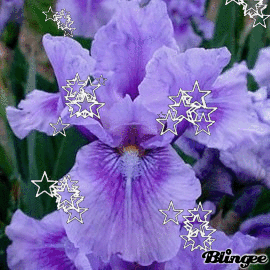 Iris