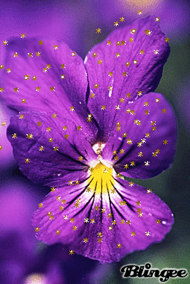 Violette