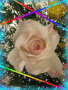 Rosadiciembre1956