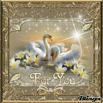 cygne au lever du soleil