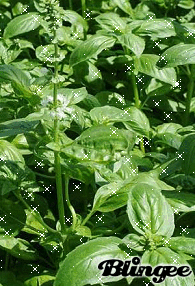 Basilic