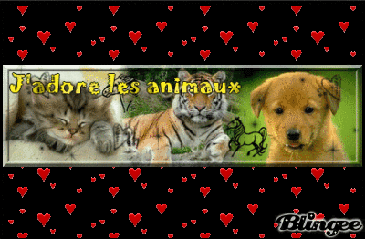 les animaux les animaux