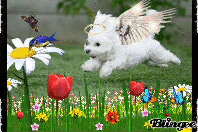 angel puppy Picture #88877247 | Blingee.com