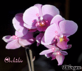 Orchid&eacute;e